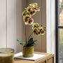 Orchid In Moss Ceramic Dot Pot, thumbnail 1 of 4