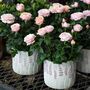 Miniature Rose ‘Blush Pink’ One In 10.5cm Pot, thumbnail 1 of 5