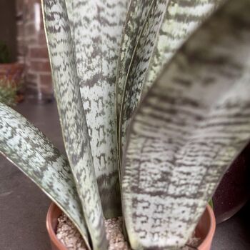 Artificial Potted Sansevieria Medium, 2 of 8