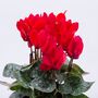 Cyclamen 'Rouge Vif' Three X Full Plant Pack, thumbnail 1 of 6