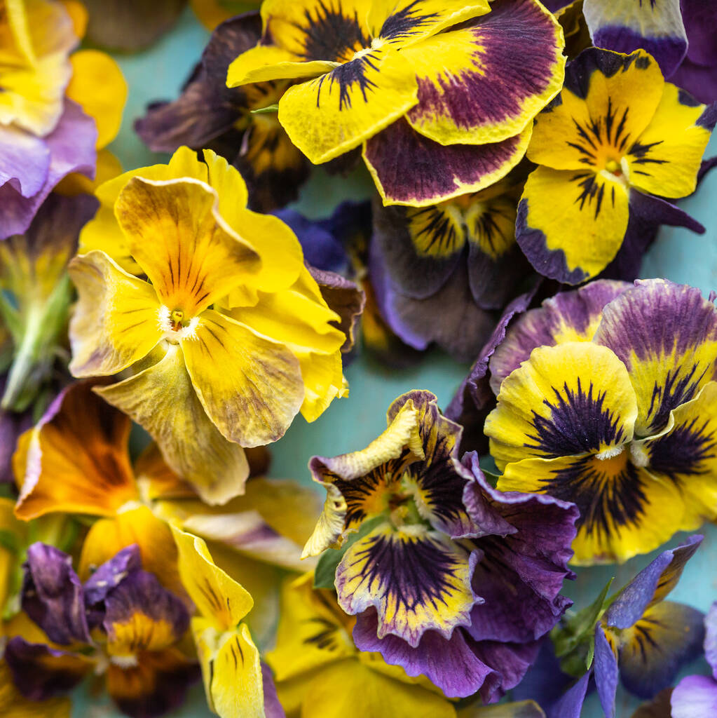 Edible Freeze Dried Viola Flowers Small By Polly's Petals