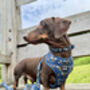 Blue Buzzy Bumble Bee Dog Harness, thumbnail 3 of 8