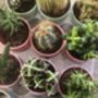 Succulent And Cacti Subscription, thumbnail 3 of 4