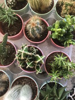 Succulent And Cacti Subscription, 3 of 4