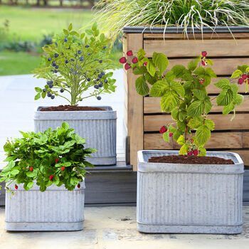 Set Of Three Industrial Corrugated Tub Planters, 6 of 8