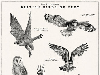 British Birds Of Prey Print, 5 of 7