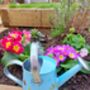 Minibeast Watering Can For Children, thumbnail 1 of 4