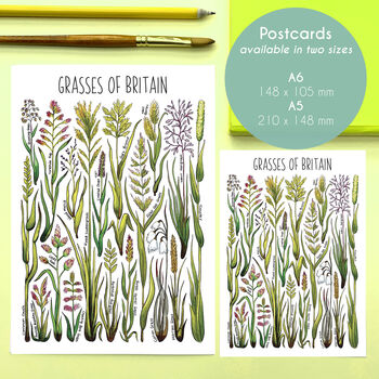 Grasses Of Britain Watercolour Postcard, 2 of 8