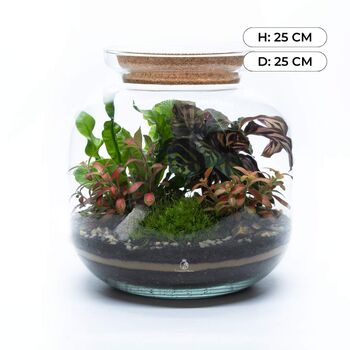 Tropical Terrarium Kit Diy | 'Leeds', 3 of 12