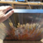 Zebra Queen, thumbnail 8 of 11