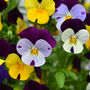 Flowers Viola Mixed Sorbet Select Xp Six X Plant Pack, thumbnail 2 of 5