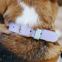 Luxury Leather Dog Collar, thumbnail 6 of 10