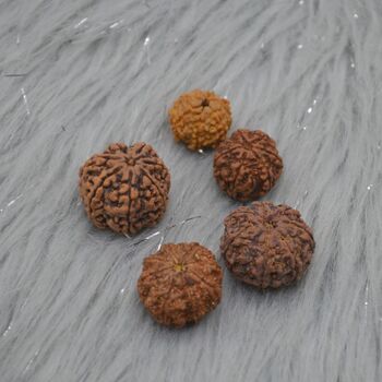 Seven Faced Nepali Rudraksha Beads Jewelry, 3 of 6