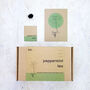 Grow Your Own Peppermint Tea Herbal Seed Kit, thumbnail 1 of 9