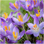 Crocus Whitewell Purple – 50 Or 100 Vibrant Purple Crocus Bulbs, thumbnail 1 of 2