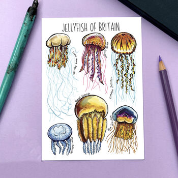 Jellyfish Of Britain Watercolour Postcard, 2 of 11