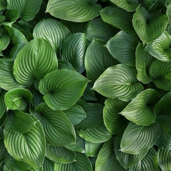 Garden Perennial Hosta 'T Rex' One Litre Pot, 2 of 5