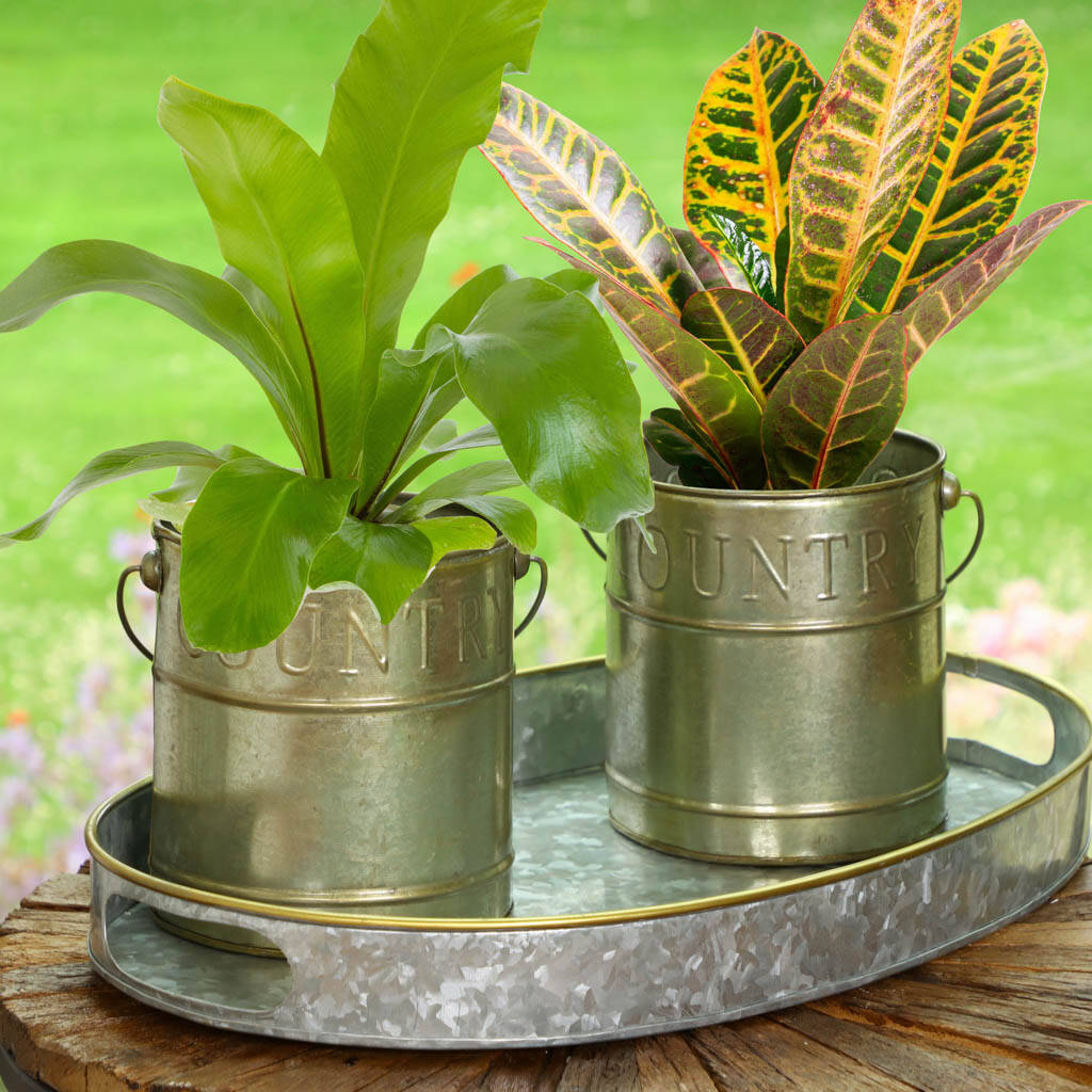 Set Of Two Country Style Planters On Tray By Dibor