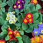 Primula 'Husky Mix' Six X Full Plant Pack, thumbnail 5 of 5