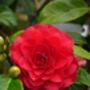 Anniversary Plant Gifts Camellia Happy Anniversary, thumbnail 1 of 2