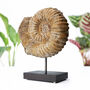 Extra Large Mantelliceras Ammonite Authentic Fossil Stand Natural History Home Decoration Gift, thumbnail 1 of 5