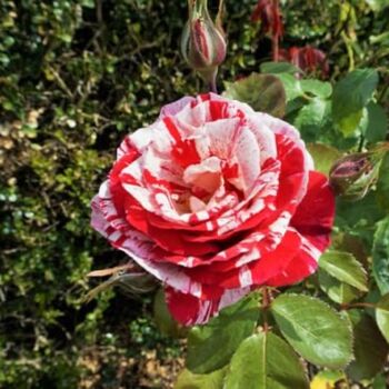 Floribunda Rose Plant 'Drama Queen', 5 of 6