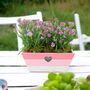 Dianthus Pink Kisses In Pink And White Wooden Trough, thumbnail 1 of 3