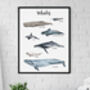 Whales Of The Oceans Illustrated Watercolour Art Print, thumbnail 2 of 5