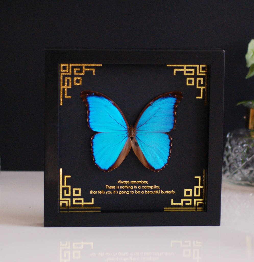 Personalised Blue Morpho Butterfly Wall Art Frame By The Luxe Co