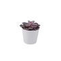 Echeveria Purple Pearl Succulent In 12cm Pot, thumbnail 5 of 7