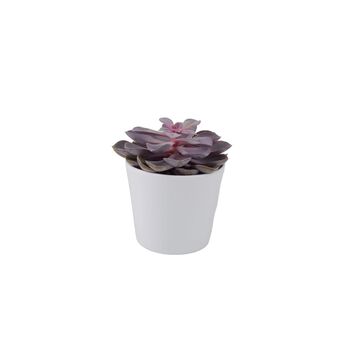 Echeveria Purple Pearl Succulent In 12cm Pot, 5 of 7