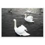 Swans In A Lake Art Print Animals Framed Art, thumbnail 2 of 3