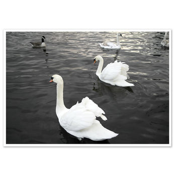 Swans In A Lake Art Print Animals Framed Art, 2 of 3