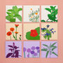 Grow Your Own Mediterranean Herbs, thumbnail 9 of 10