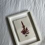 Pressed Seaweed Framed Artwork Dulse .01, thumbnail 3 of 3