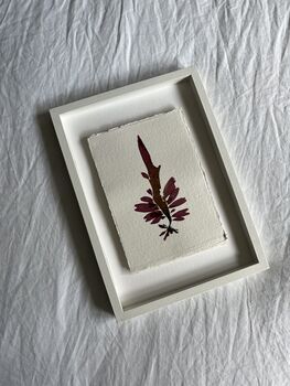 Pressed Seaweed Framed Artwork Dulse .01, 3 of 3