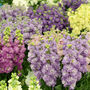 Flowers Stocks 'East Lothian' Six X Plug Pack, thumbnail 3 of 5