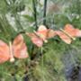 Three Copper Butterflies Garden Stakes, thumbnail 2 of 9