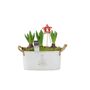 Christmas Hyacinth Trough – Fragrant Festive Display, thumbnail 3 of 6