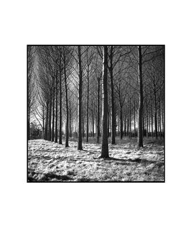 Trees, Beccles, Suffolk Photographic Art Print, 3 of 4