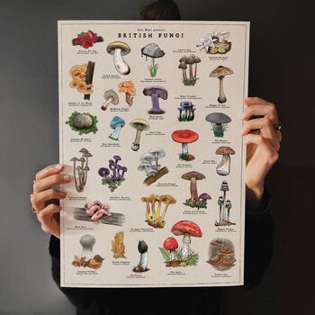 British Mushroom Artwork/Fungi Illustration Print, 10 of 11