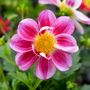 Dahlia Summer Bees Purple Bee Friendly Plant, thumbnail 1 of 5