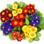 Primula 'Husky Mix' 20 X Full Plant Pack, thumbnail 1 of 5