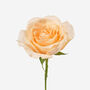 Sweet Peach Petite Rose Fresh Bouquet, thumbnail 2 of 2