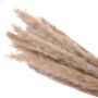 Pampas Grass Decor Quantity 15 Stalks In Natural Colour, thumbnail 4 of 5