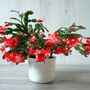 Christmas Cactus Red Caribbean Dancer Three X 13cm Pots, thumbnail 1 of 6