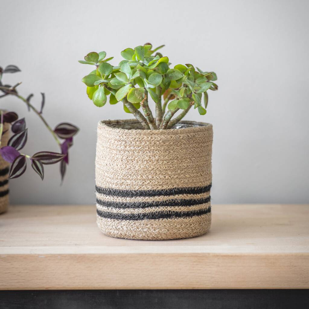 Jute Plant Pot at Francis McKelvey blog