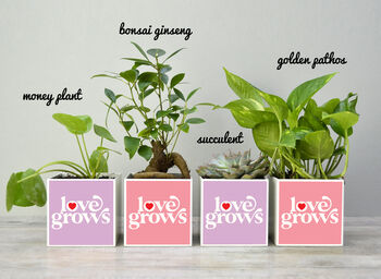 'Love Grows' Valentine's Plant Pot And Houseplant, 3 of 7