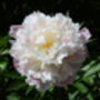 Peony Plants, 'Catharine Fontyn', thumbnail 2 of 3