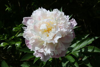 Peony Plants, 'Catharine Fontyn', 2 of 3